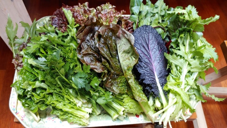유기농 쌈채소로 좋은 야채는 어떤 것들이 있을까?소확행 코로나19로 인해 오늘의 집밥 저녁메뉴는?
