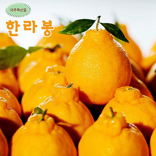 한라봉 선물로 좋은 제주, 1개, 제주 한라봉5kg(18과) 추천해요 한라봉 선물로 좋은 제주, 1개, 제주 한라봉5kg(18과) 추천해요