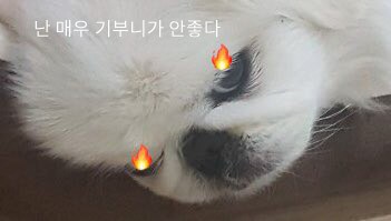  유기견 뚱이 4컷 이야기 #4