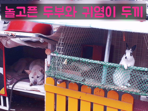  창고 지킴이 보안관 두부님과 아이들 ㅎ / 구미유품정리 상주유품정리 안동유품정리 김천유품정리 의성유품정리 대행 복실이네 구미가구수거
