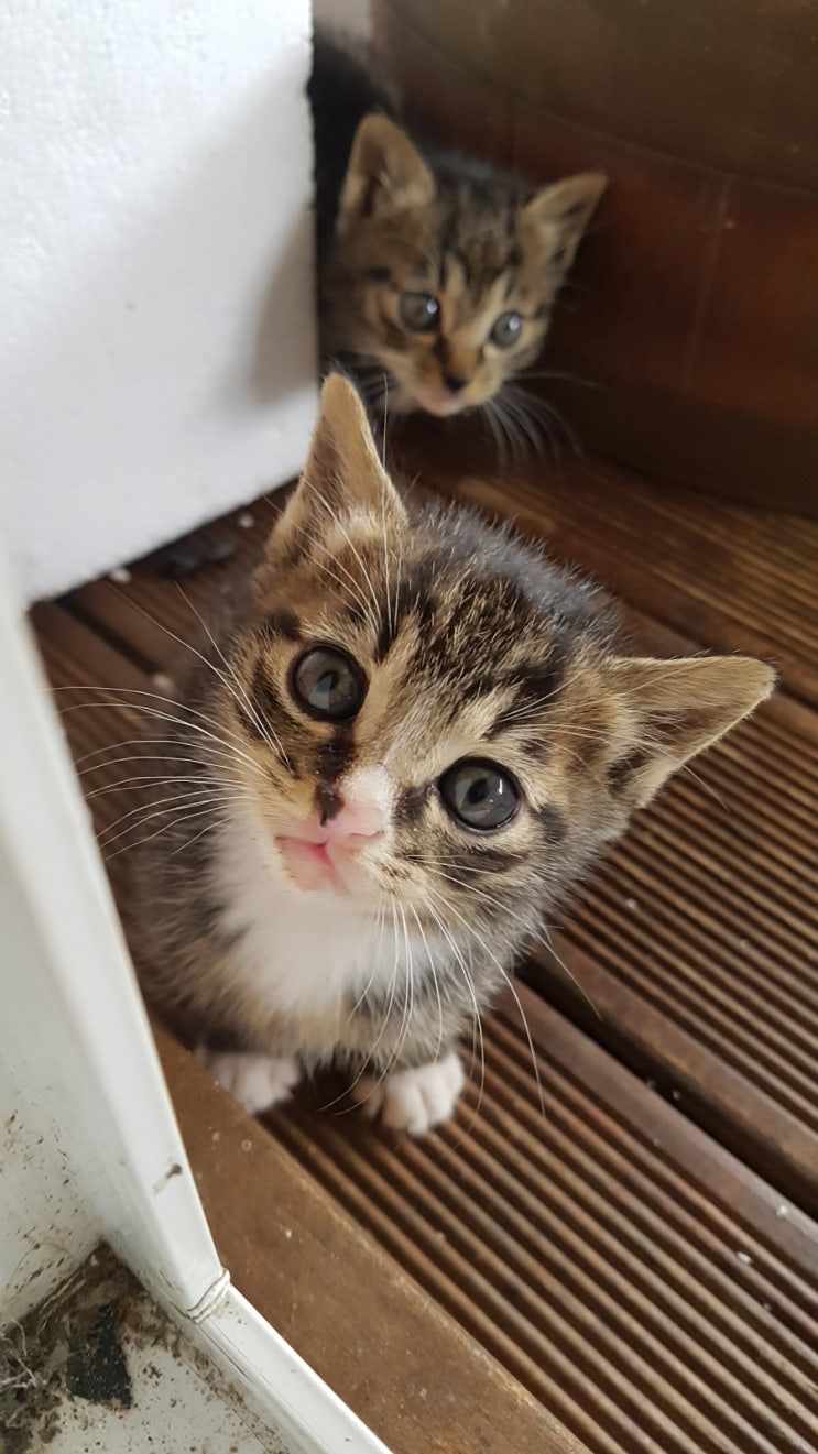  길고양이 새끼 귀염뽀짝 길들이기