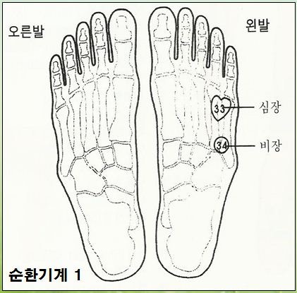 발관리 발마사지 발지압 발반사요법(3편) 발반사구 순환기계 호흡기계 소화기계 : 네이버 블로그