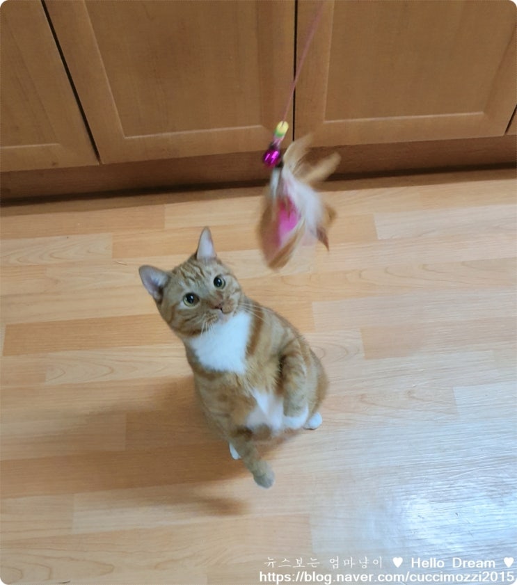  코숏 모찌 스페셜 - 운동하는 고양이