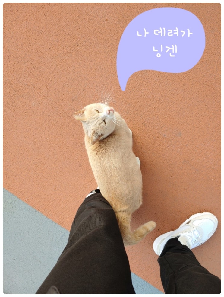  고양이 품종 ? 코리안숏헤어 일명 길냥이다옹 !!
