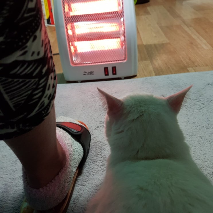  고양이 사료 급여량 계산하는 방법!