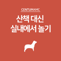  강아지 산책 대신 실내에서 다양하게 놀기