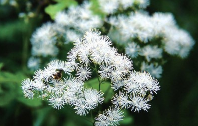  Thalictrum aquilegifolium, Pseudostellaria heterophylla & Salix caprea