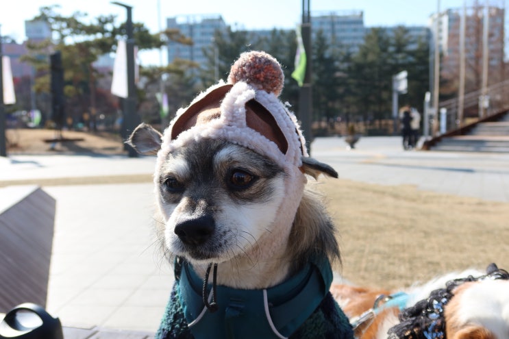  강아지 모자 닥스훈트 깜돌이꺼 뺏었다