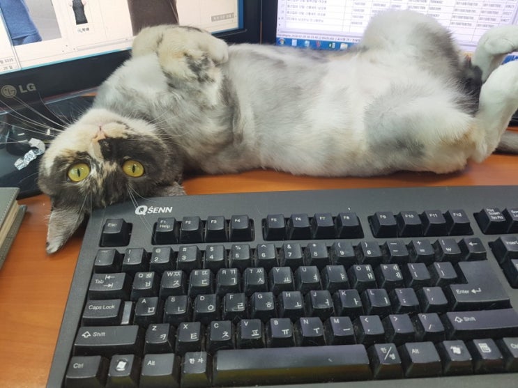 사무실에서 키우기 쉬운 애완동물 고양이 반려동물 사무실에서 키우기 쉬운 애완동물 고양이 반려동물