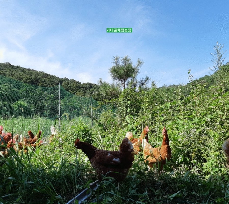 가나골 사진 2