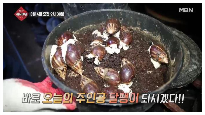 생생정보마당 달팽이 식용달팽이농장 위치 3월 4일 방송