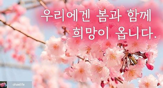 코로나19 법인세 신고기한연장 청와대 국민청원진행 동의 부탁 드립니다. 세무사사무실 화이팅!!