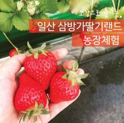 딸기체험