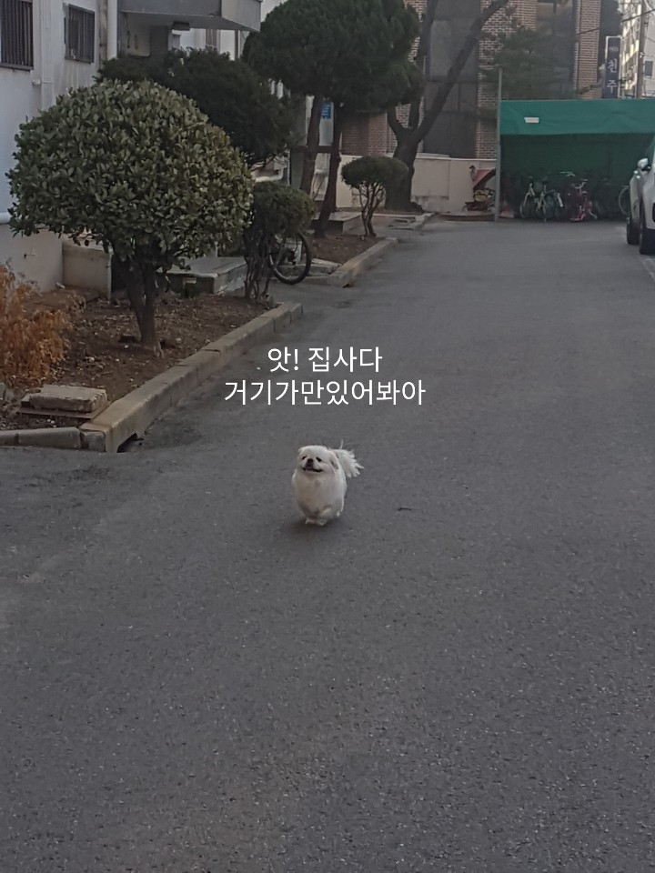  유기견 뚱이 4컷 이야기 #5
