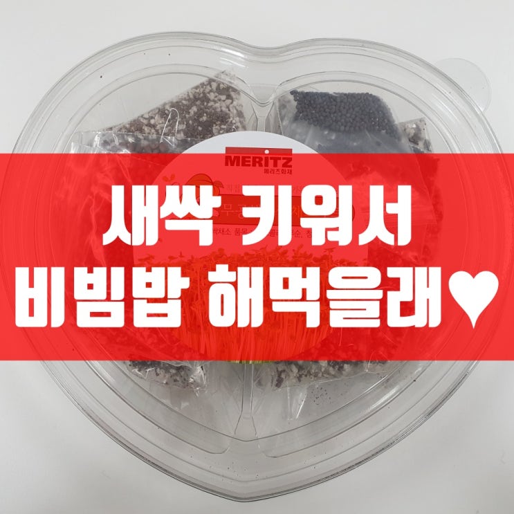  사무실에서 새싹 키우기 1일차!(나중에 비빔밥 재료로 쓸거얏)