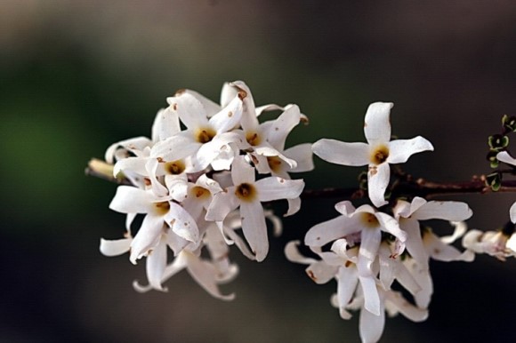  Abeliophyllum distichum, Rubus oldhamii & Mongolian dandelion