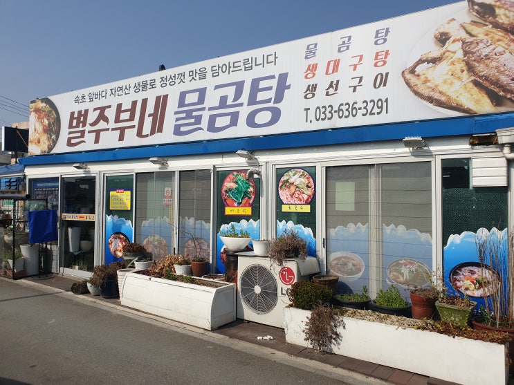  강원도 속초 별주부네 물곰탕 도치알탕 싸고맛있는집