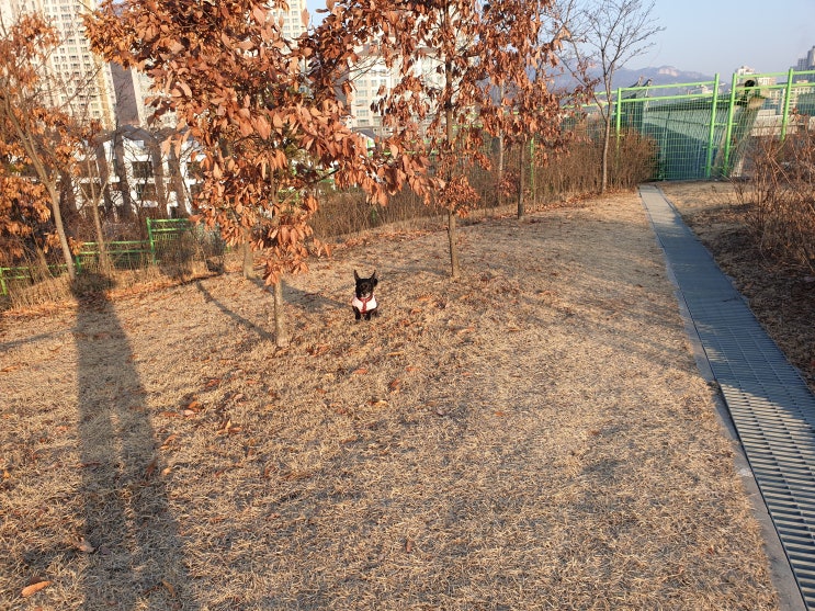 공중부양 샷을 남긴 강아지와의 아침산책 ( feat. 현실은 개피곤 ) 공중부양 샷을 남긴 강아지와의 아침산책 ( feat. 현실은 개피곤 )