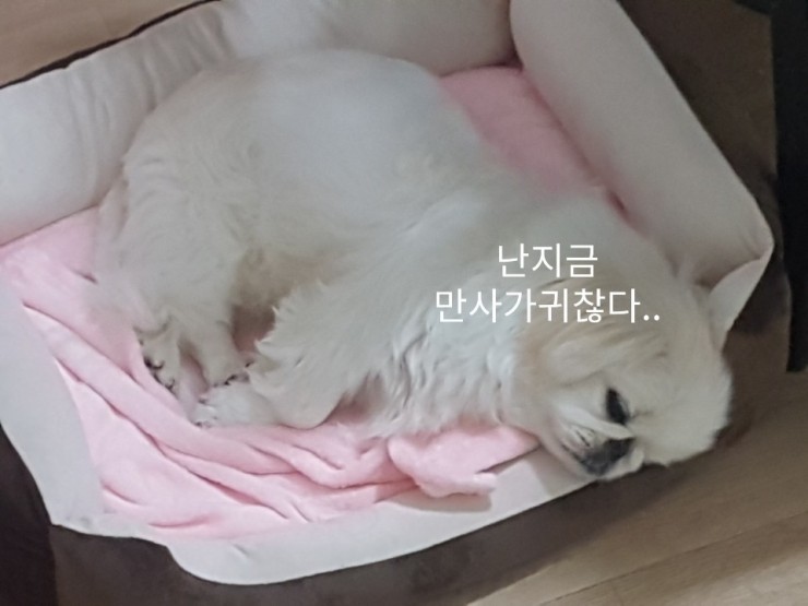  유기견 뚱이 4컷 이야기 #6