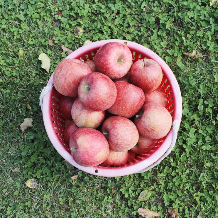  할인특가 로켓프레시 ; 베리카인드 청송사과 부사 5kg 10kg 1개 2사과 5Kg1718과 : 식품