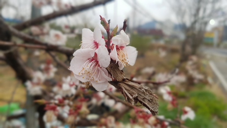  ③하나님의 거룩한 부르심 - 큰 그림을 보여 달라고 구하십시오