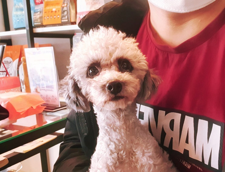  슬개골탈구 수술 아이엠동물병원 마이펫플러스로 선택!