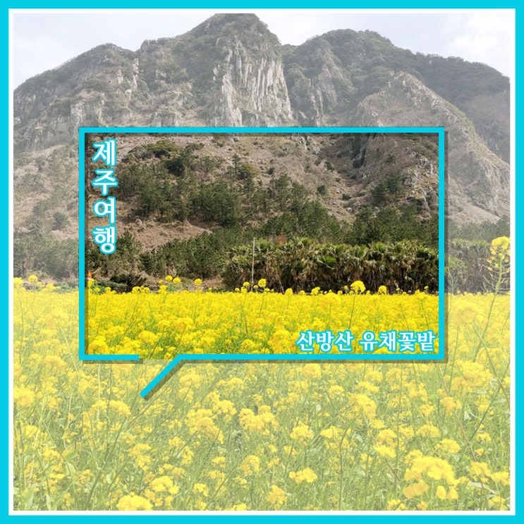 3월 제주도 여행 - 산방산 유채꽃 3월 제주도 여행 - 산방산 유채꽃