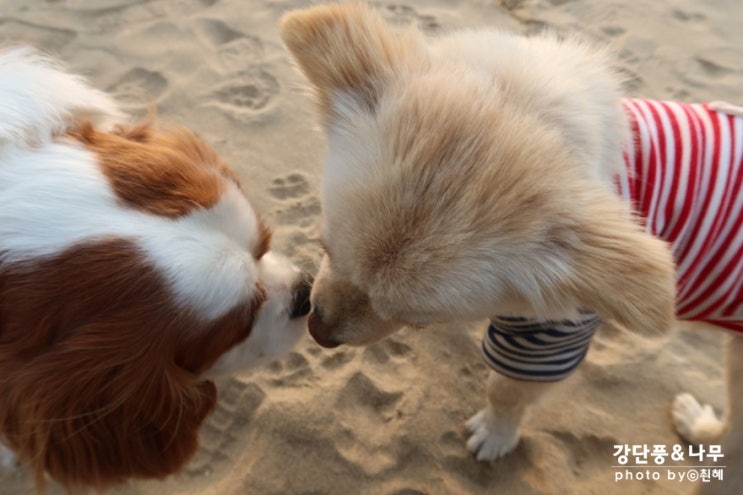  제부도 영흥도 애견동반 당일치기 여행 친구 생김