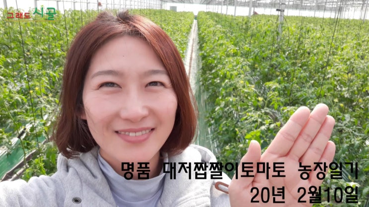 면역력 증가  대저짭짤이토마토 자연의 짭쪼름한 맛