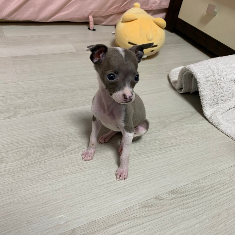 미르의 일상 2 (이탈리안그레이하운드새끼,이탈리안그레이하운드애기,이탈리안그레이하운....