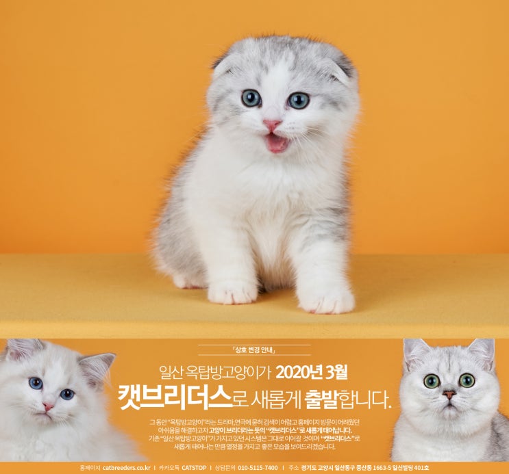  캣브리더스와 함께 행복한 시간을 만들어요~! 파주고양이분양