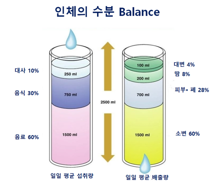 대전 피티 체액의 균형(pH 산-염기 평형)