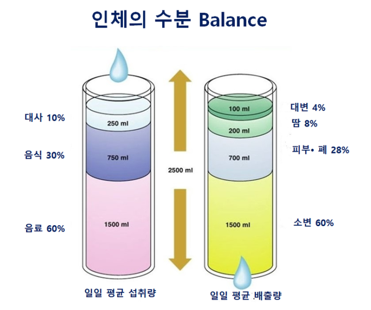  대전 피티 체액의 균형(pH 산-염기 평형)