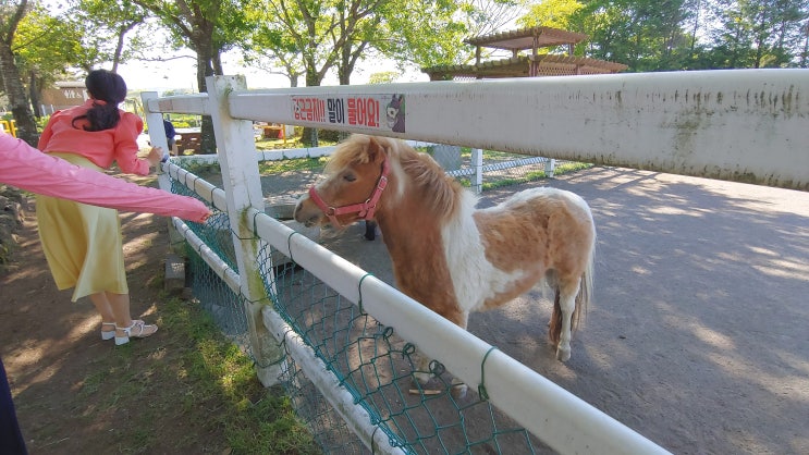  [제주도] 2019.05.06 Let's run farm