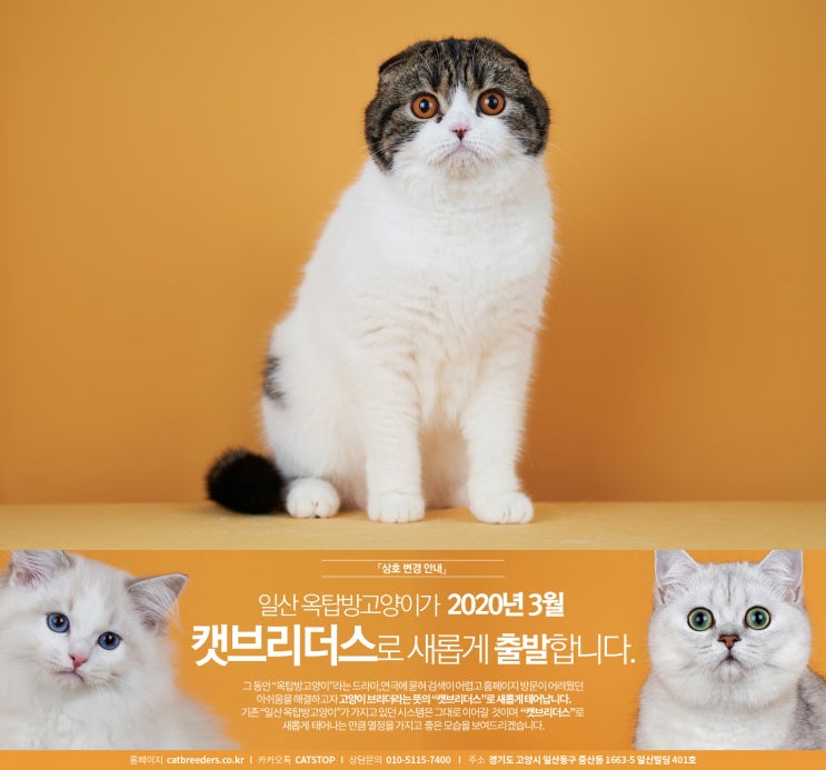  성북구고양이분양 신뢰도 높은 캣브리더스에서~