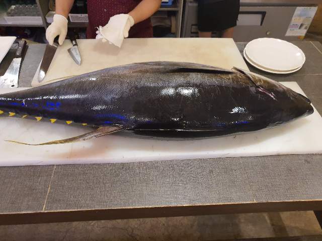  #. 필리핀은 참치가 잡힌다.