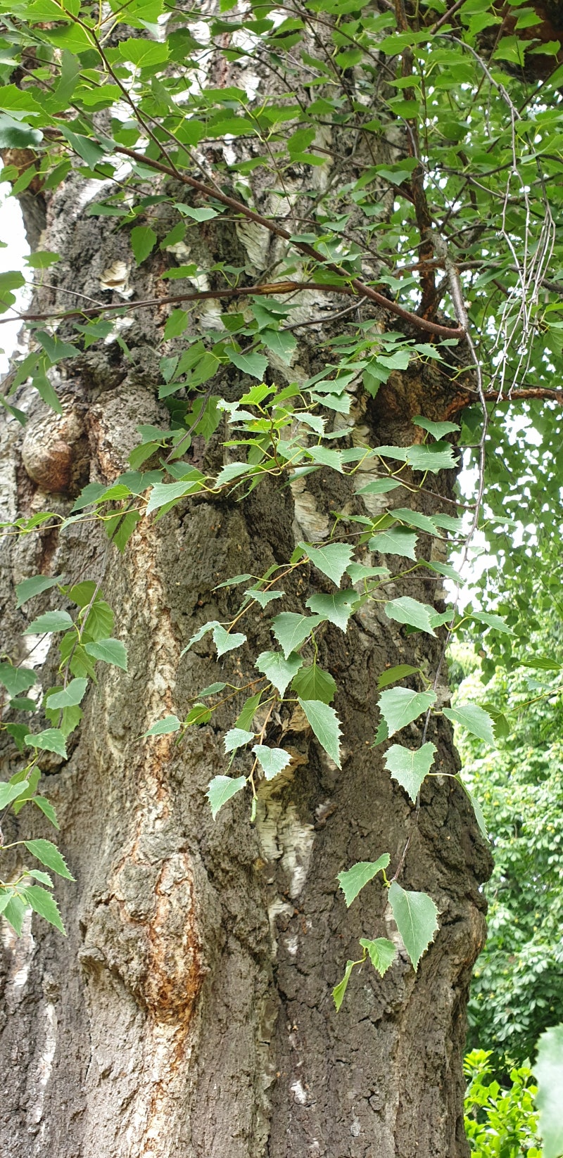 자작나무 먹는 법과 분환 고르는 법 분말 부작용 알아보기
