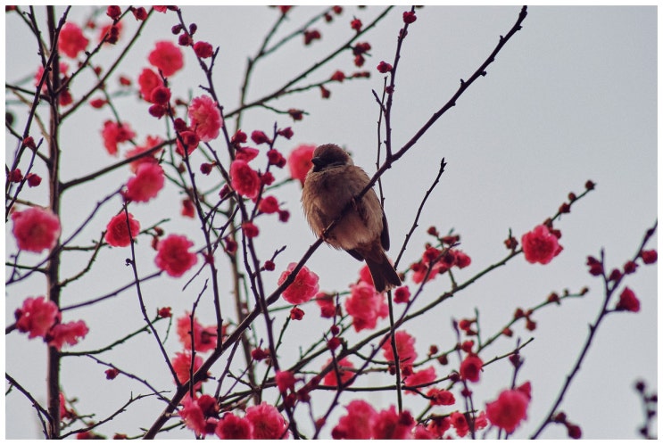  봉은사 홍매화 (a7m3 + ef70-210/3.5-4.5)