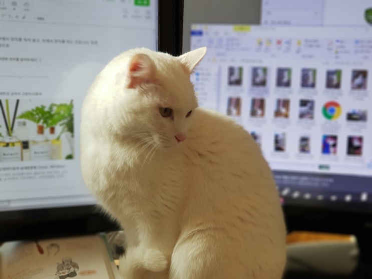  우리 고양이가 물토를 한다면...?
