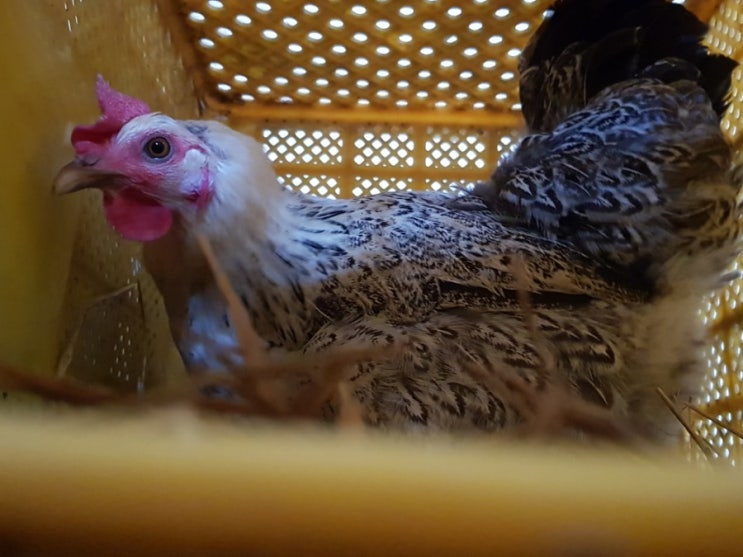 바까치기 바까치기
