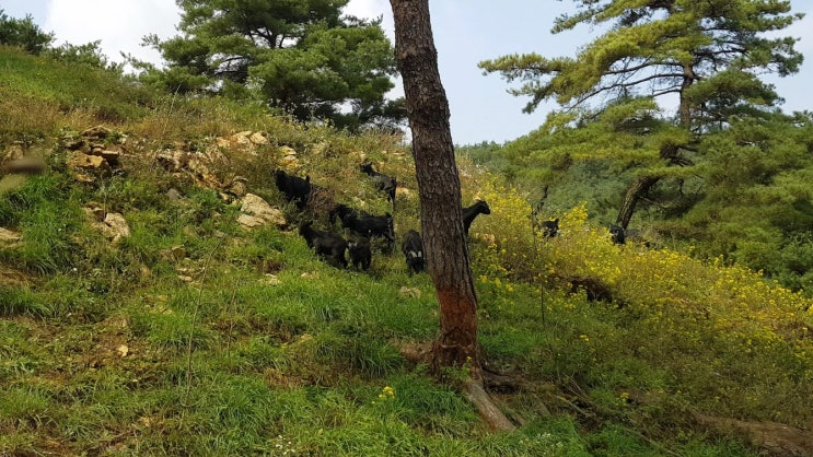 흑염소 진액(엑기스) 고기의 효능과 부작용