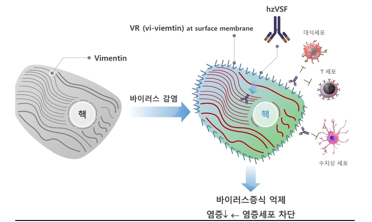 이뮨메드 관련주 총정리 이뮨메드 관련주 총정리