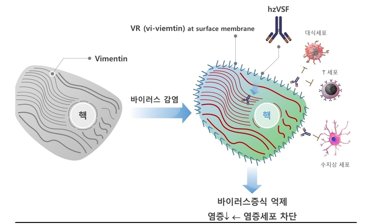 이뮨메드 관련주 총정리