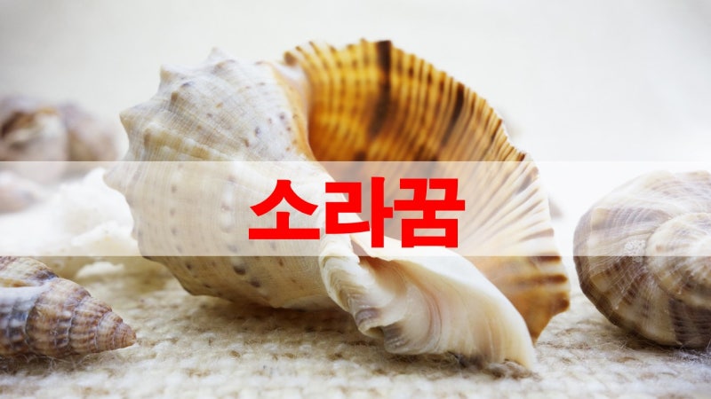 소라꿈 해몽 정리.