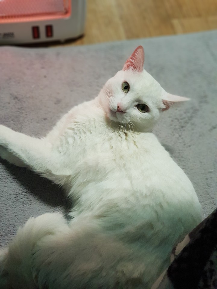  건강하게 고양이 간식을 주는 방법!?