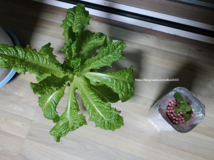 수경재배 중인 청치마상추랑 깻잎