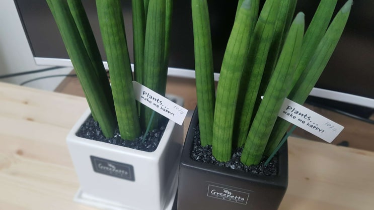 공기정화 식물 산세베리아 스투키(실린드리카)키우기와물주기 공기정화 식물 산세베리아 스투키(실린드리카)키우기와물주기