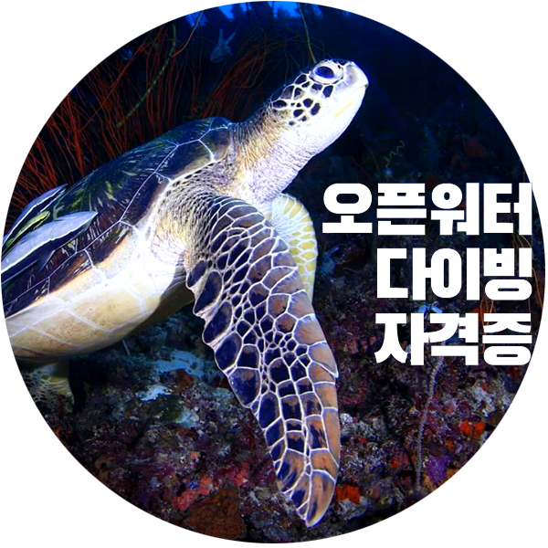 세부 다이빙 뉴그랑블루에서 오픈워터 자격증 땄음 세부 다이빙 뉴그랑블루에서 오픈워터 자격증 땄음