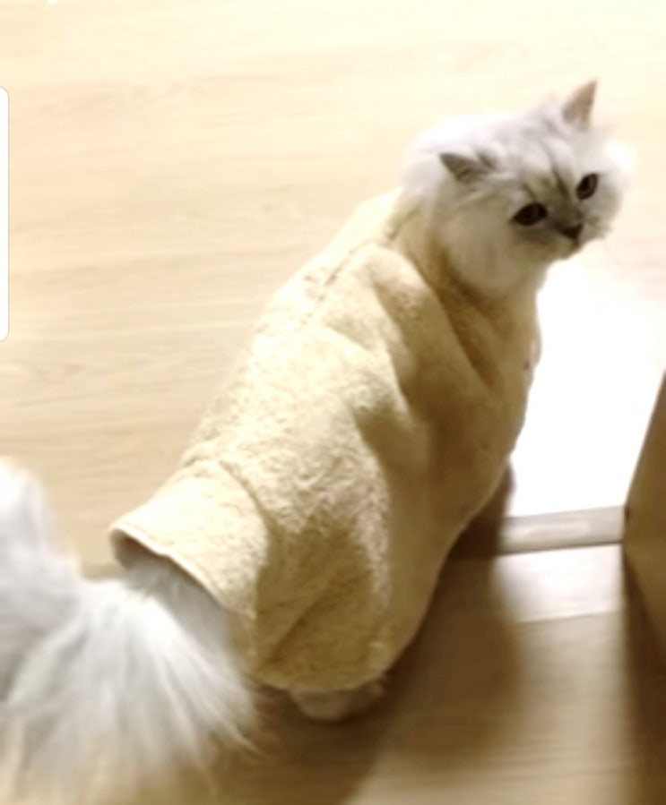  몬스터펫타올&샤워가운