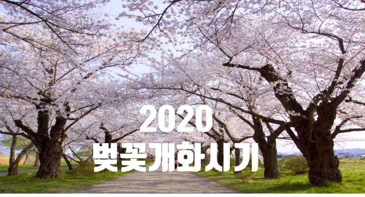 2020 벚꽃 개화시기 / 올해는 좀 빨라진다고 하네요